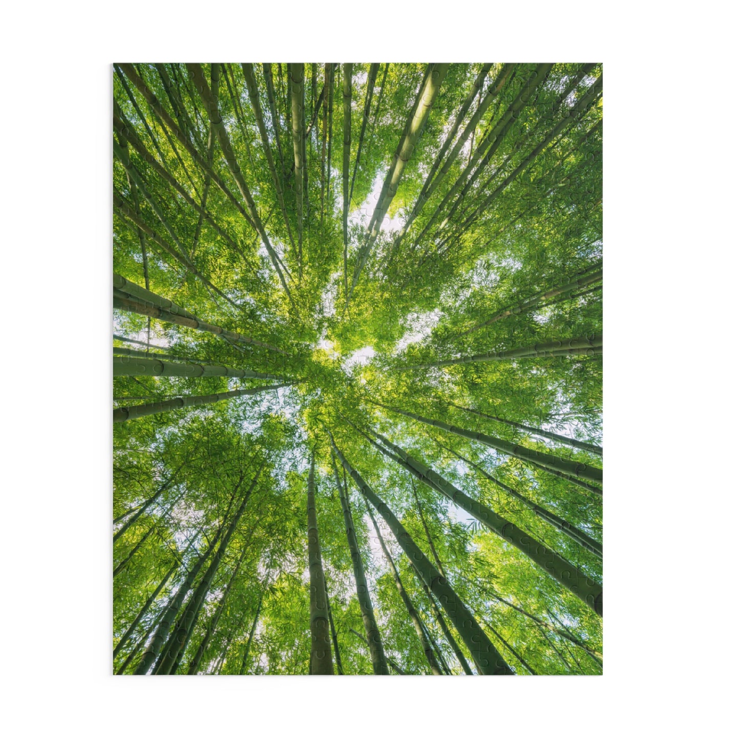 Tranquil Bamboo Forest Puzzle - 120/252/500-Piece Options